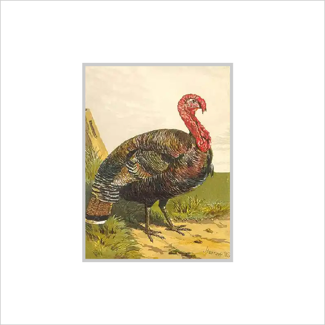 Framed Print Framed Print