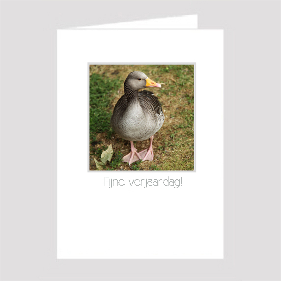 Birthday Card Birthday Card