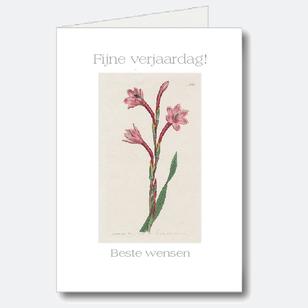 Birthday Card Birthday Card