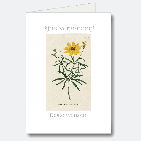 Birthday Card Birthday Card