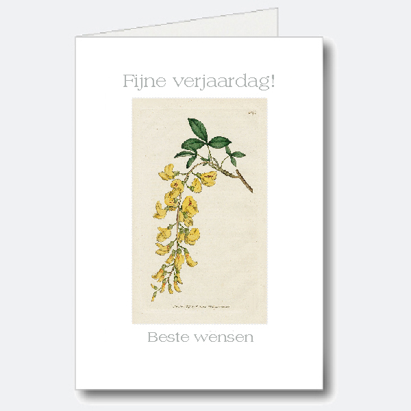 Birthday Card Birthday Card