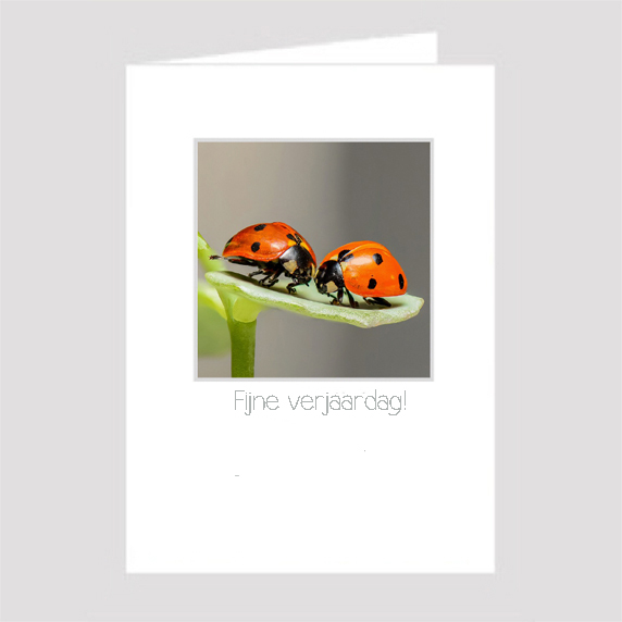Birthday Card Birthday Card
