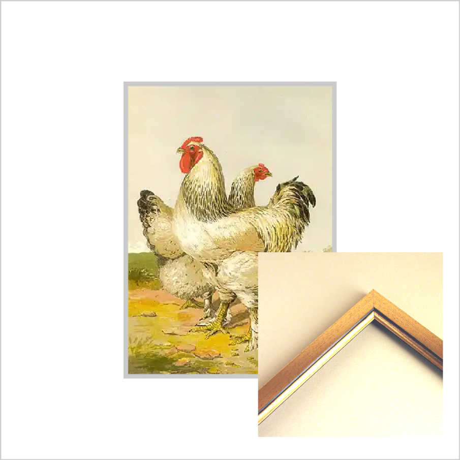 POULTRY and Other Birds